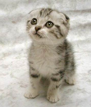 cutecat.jpg